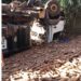 Caminhão carregado de mandioca tomba e espalha carga pela pista na PR-218