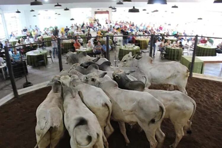 Mais de 1.500 animais serão comercializados durante os três leilões da Expo 2024