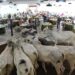 Mais de 1.500 animais serão comercializados durante os três leilões da Expo 2024