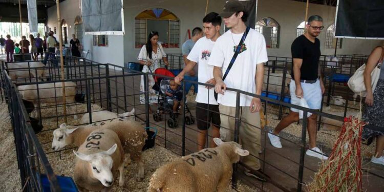 Enchentes no Rio Grande do Sul impactam Expoingá 2024