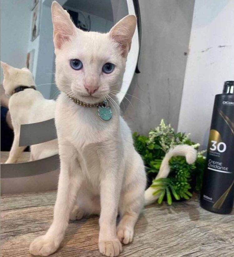 Gata desaparece no Centro de Paranavaí