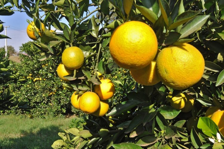 Manejo inadequado de pomares comerciais  põe em xeque toda a citricultura do Paraná