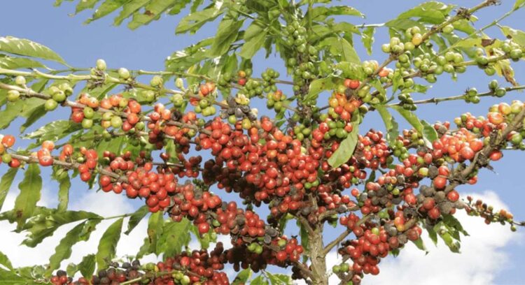 Conab estima produção de café em 58,81 milhões de sacas na safra 2024