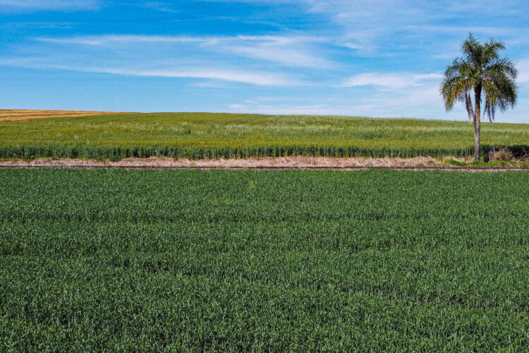 Boletim Agrometeorológico de abril aponta chuvas acima da média e boas condições na safra