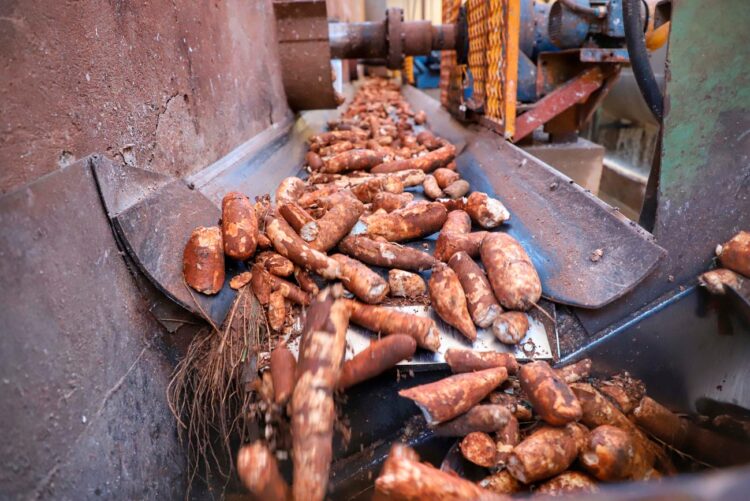 Produção de mandioca deve crescer 6% no Paraná em 2024, projeta boletim do Deral