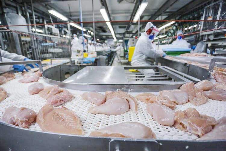 Paraná lidera com recorde produção de frango; abate de suínos também avança