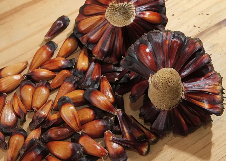 Pinhão do Paraná rumo à Indicação Geográfica com novo protocolo da Embrapa