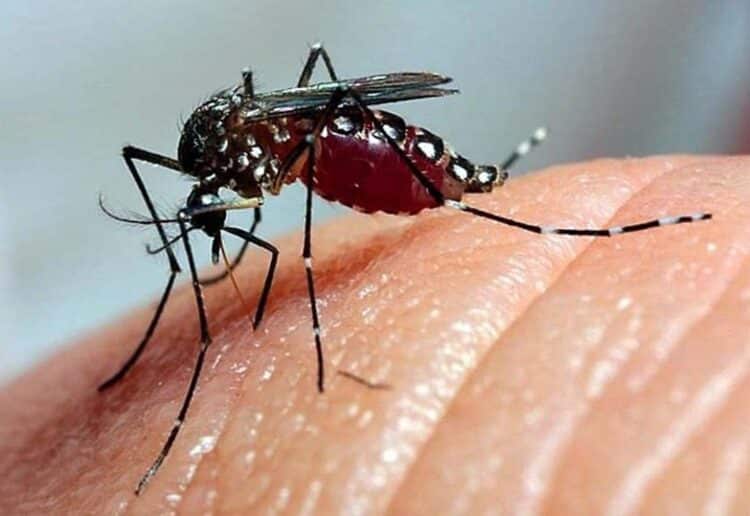 Noroeste do Paraná soma 15 mortes por dengue de agosto de 2023 até agora