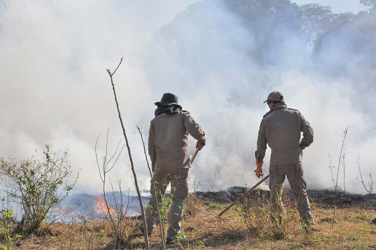 Registros de incêndios ambientais crescem 115% no primeiro semestre deste ano em relação a 2023