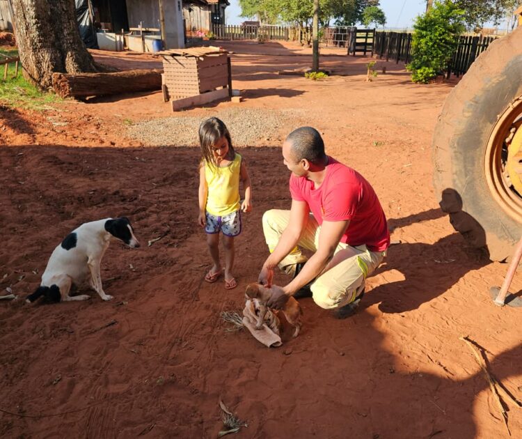 Bombeiros resgatam cachorros caídos em poço de 40 metros em Paranavaí