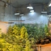 Polícia encontra nova estufa com 501 pés de maconha