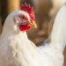 Gripe aviária: risco global para a saúde humana é baixo, diz OMS