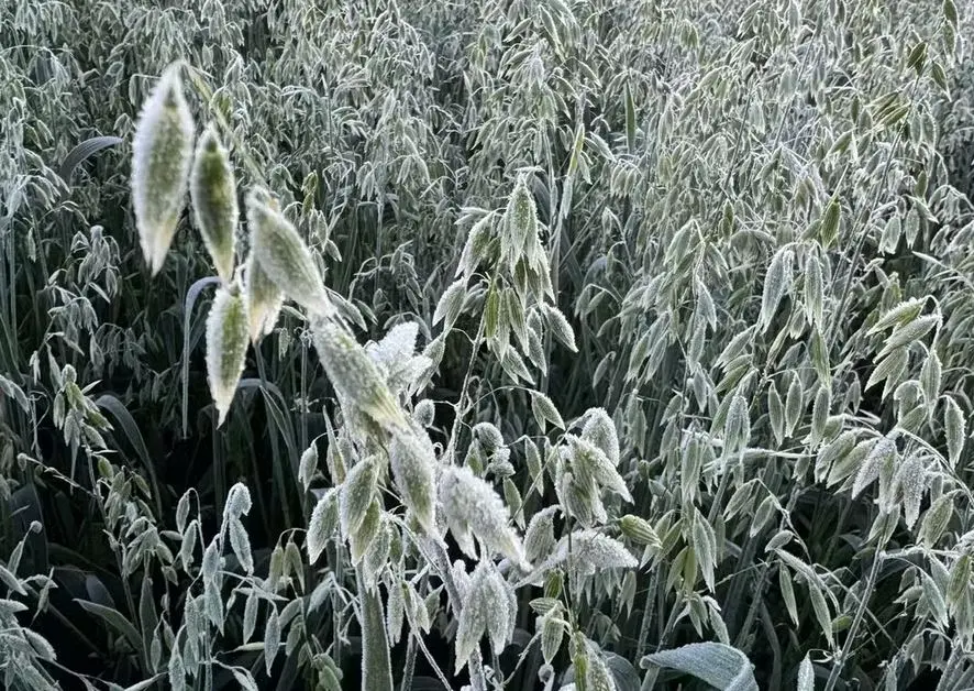 Produtores rurais avaliam prejuízos após recorde de frio no Paraná