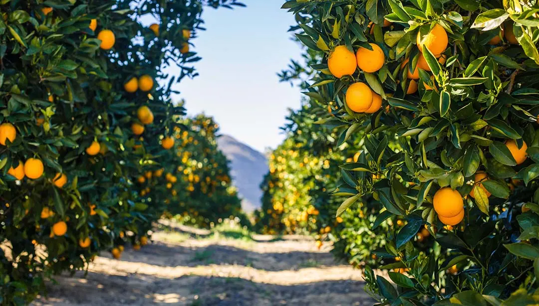 Rascunho automático
