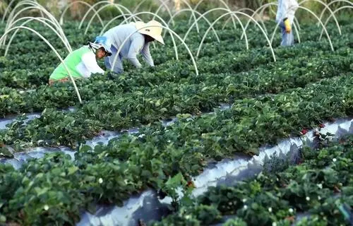 Setor agropecuário tem saldo positivo de 33,8 mil postos de trabalho em junho