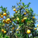 Paranavaí e Alto Paraná são campeãs da cultura da laranja no Paraná, mostra estudo