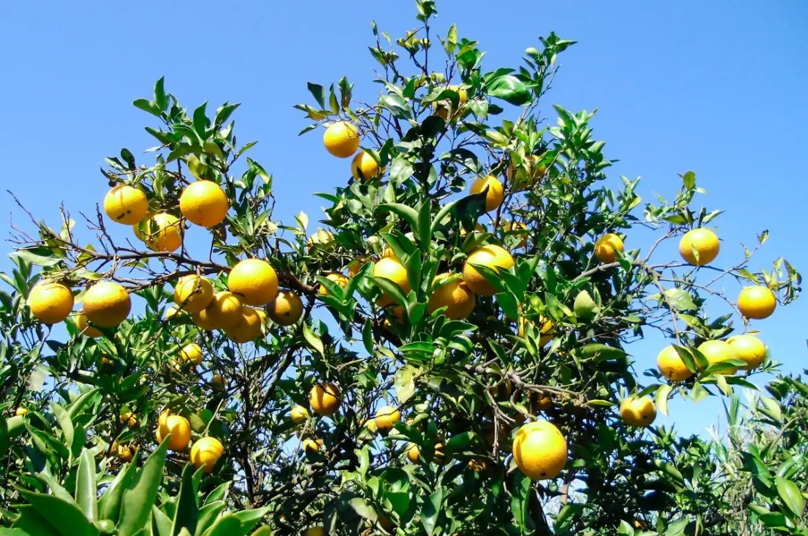 Paranavaí e Alto Paraná são campeãs da cultura da laranja no Paraná, mostra estudo