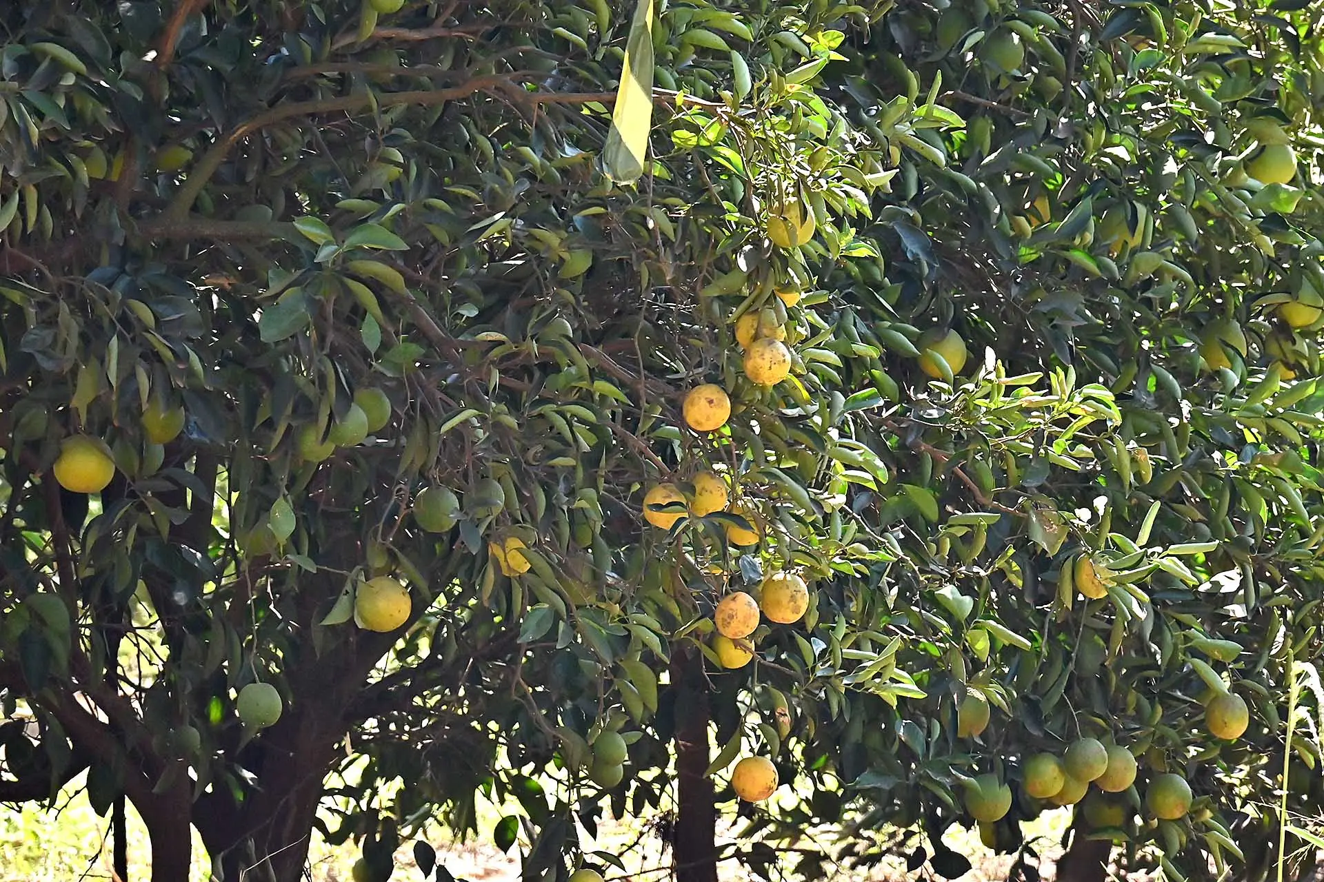 Adapar calcula erradicação de quase 500 mil árvores cítricas contaminadas no Noroeste