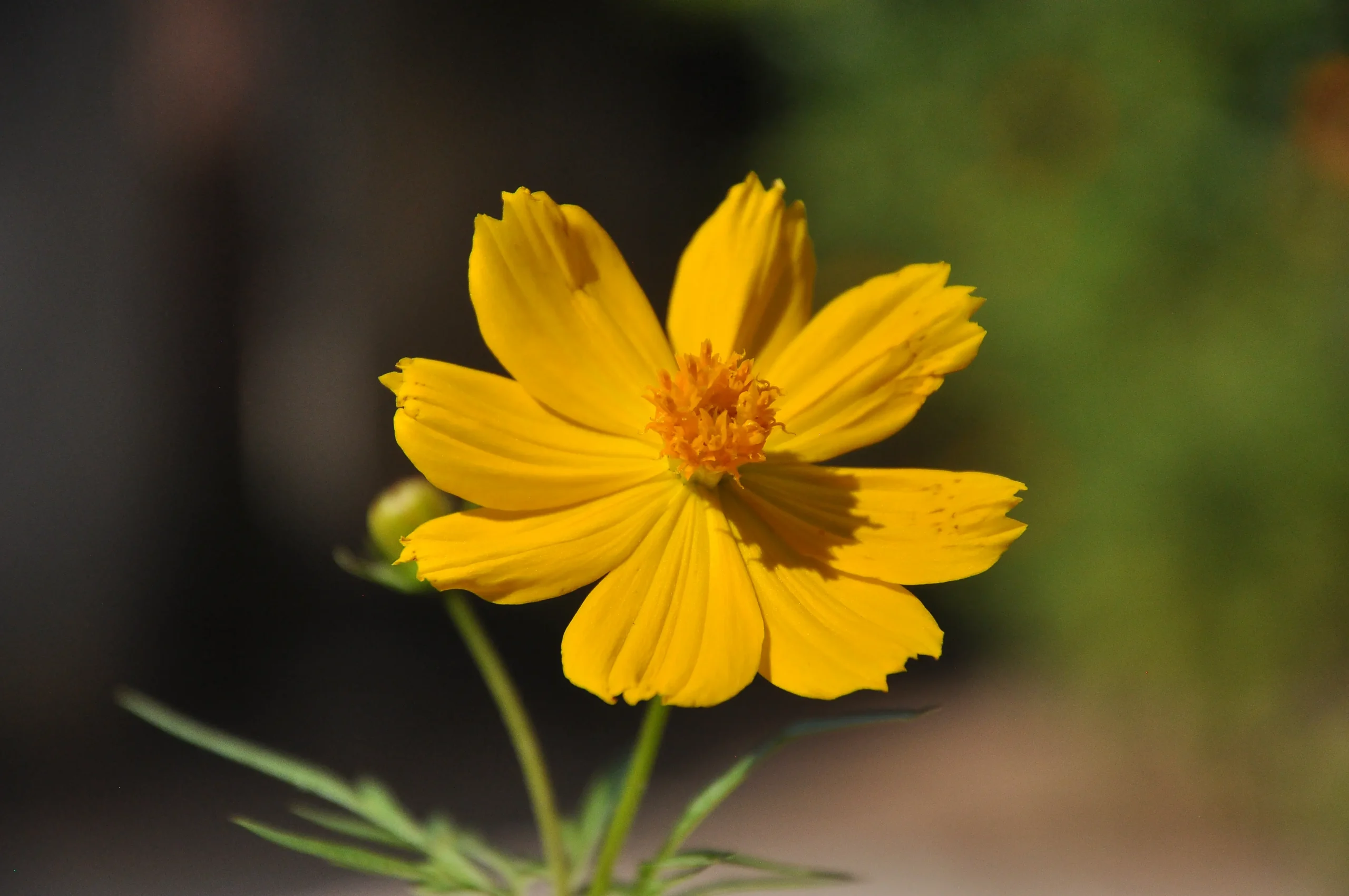 Como a primavera influencia no aumento de doenças respiratórias e alérgicas?