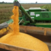 Colheita de milho 2ª safra alcança 99,7% da área no Brasil