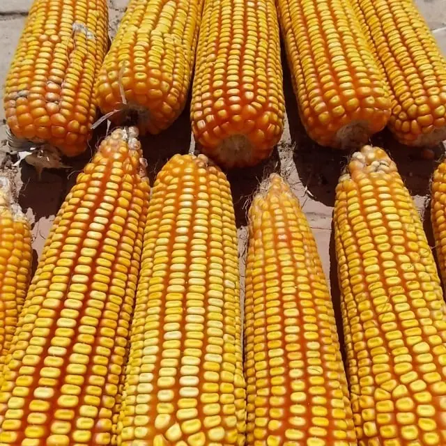 Milho preços seguem em alta no Brasil; clima preocupa