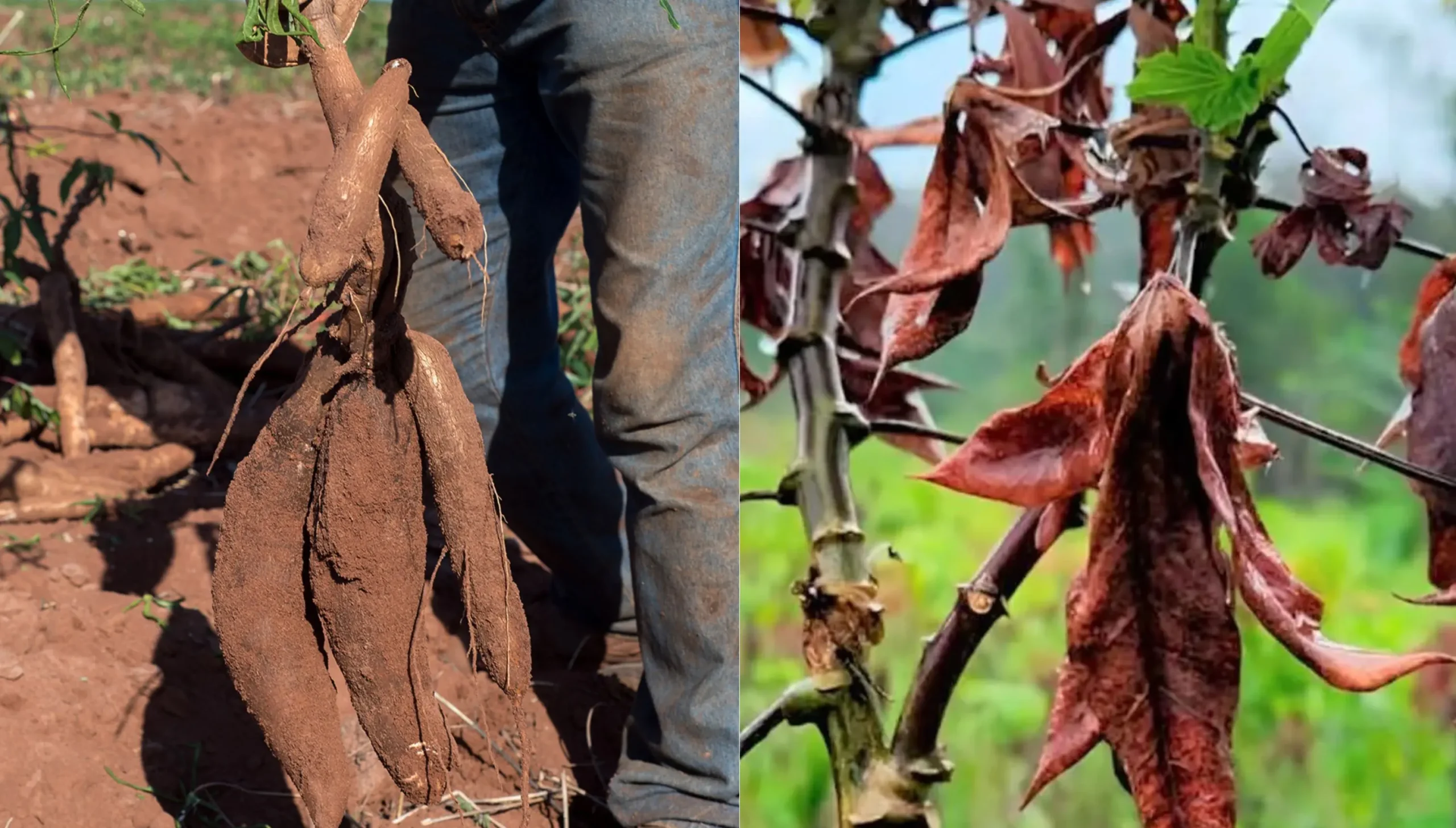 Adapar aponta baixo risco para introdução da praga ‘vassoura-de-bruxa’ no Paraná