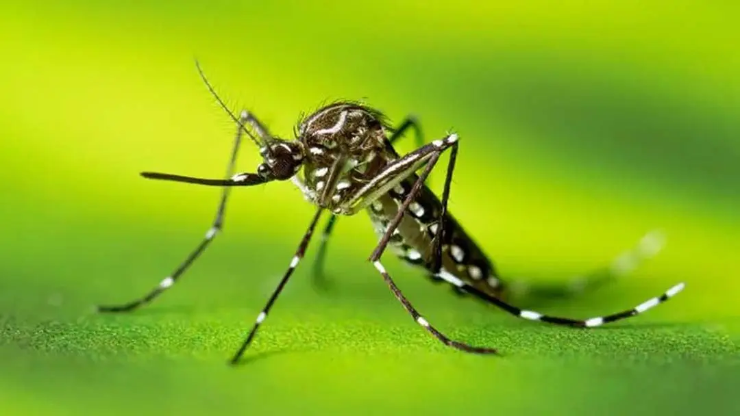 Prefeitura atualiza números da dengue