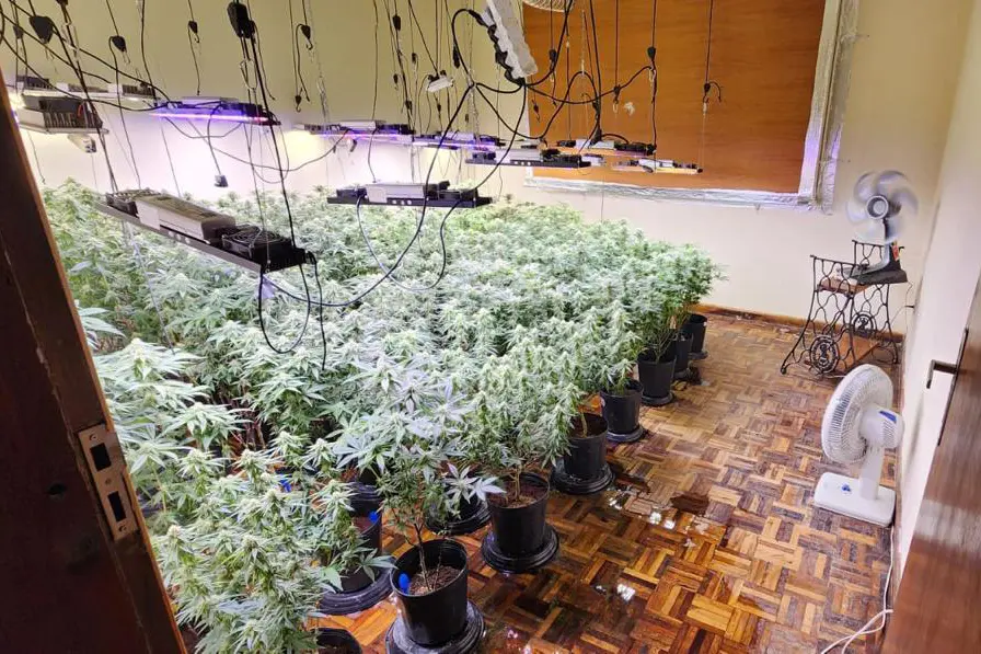 PMPR descobre estufas com 327 pés de maconha