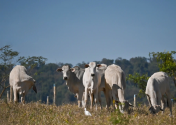 Preço da arroba bovina chega a R$ 280 e alcança maior patamar de 2024 