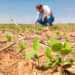 Plantio da soja no Paraná: andamento, expectativas e projeções