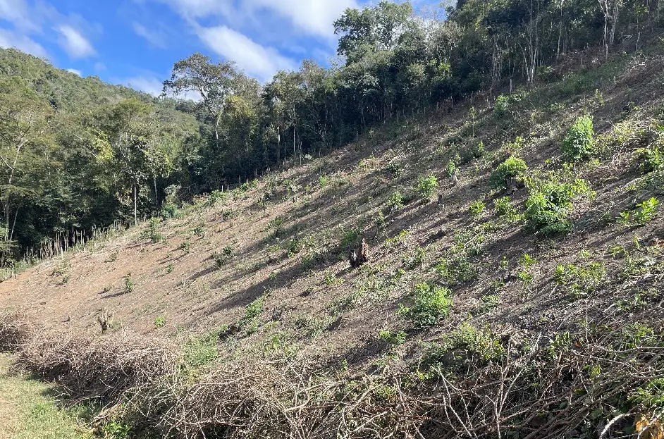 Operação no Paraná identifica 1,4 mil hectares de desmatamento e aplica R$ 13 milhões em multas