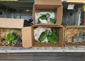 PM apreende 12 papagaios que seriam comercializados ilegalmente; homem é multado em R$ 36 mil