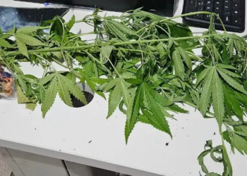 PM prende jovem com pés de maconha em São João do Caiuá