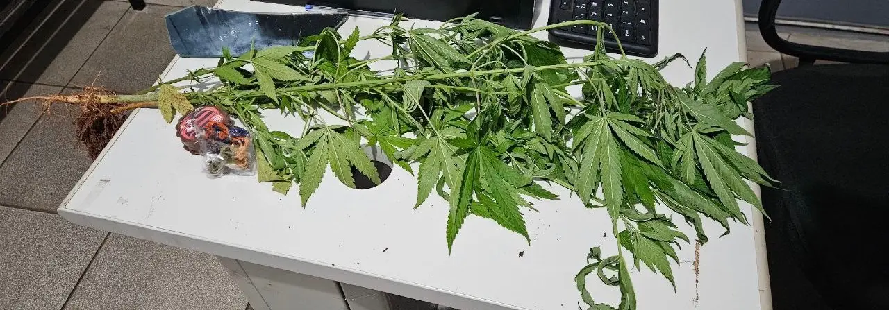 PM prende jovem com pés de maconha em São João do Caiuá