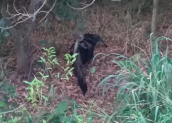 Espécie ameaçada de extinção, tamanduá-bandeira é flagrado no Porto Maringá; VÍDEO