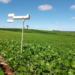 Plantio da soja no Paraná ultrapassa 90% de área das lavouras