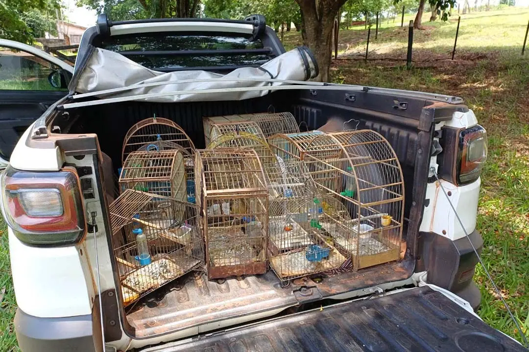 IAT apreende 14 pássaros criados de maneira irregular