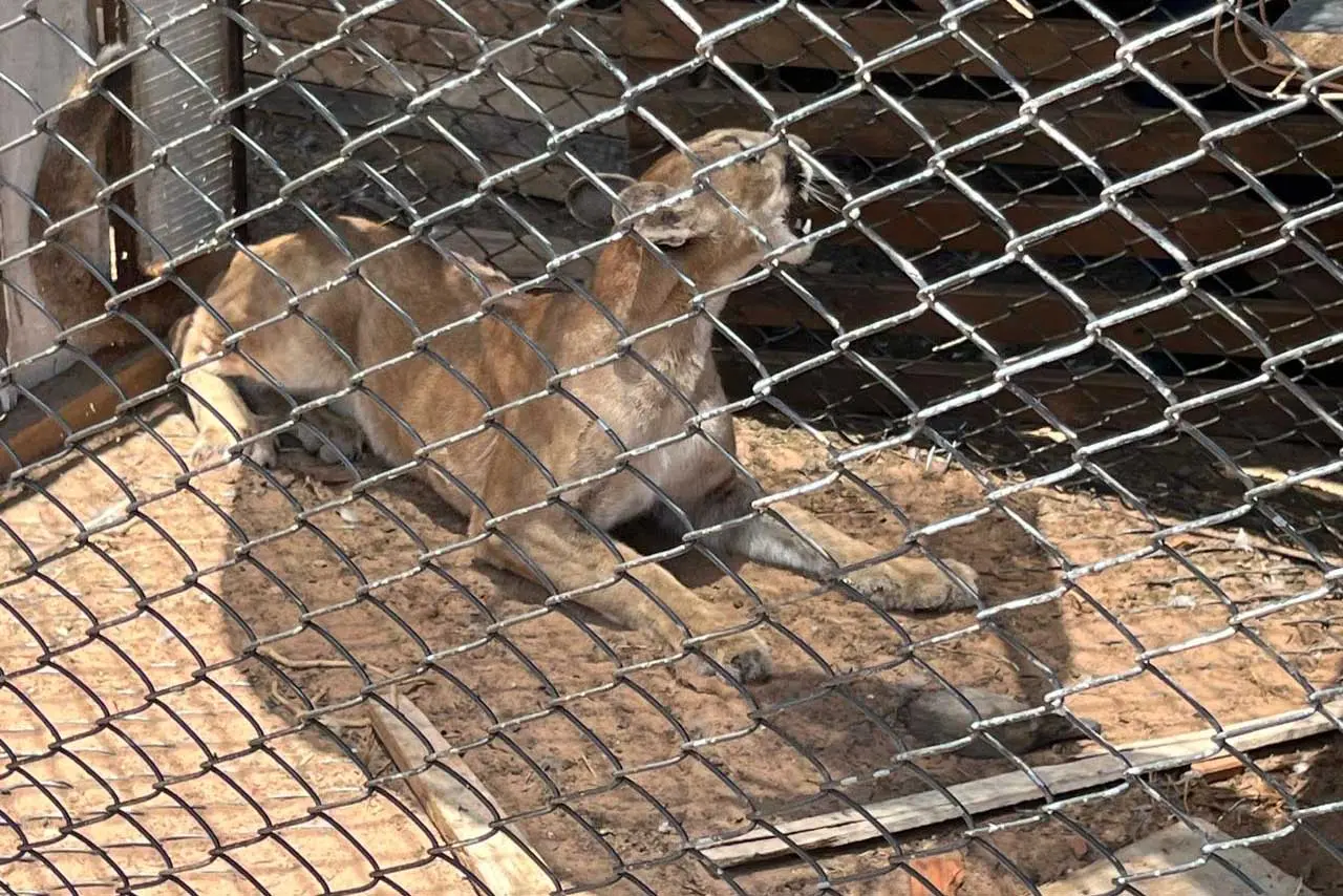 Técnicos do IAT fazem no mesmo dia resgate e soltura de filhote de onça em Umuarama