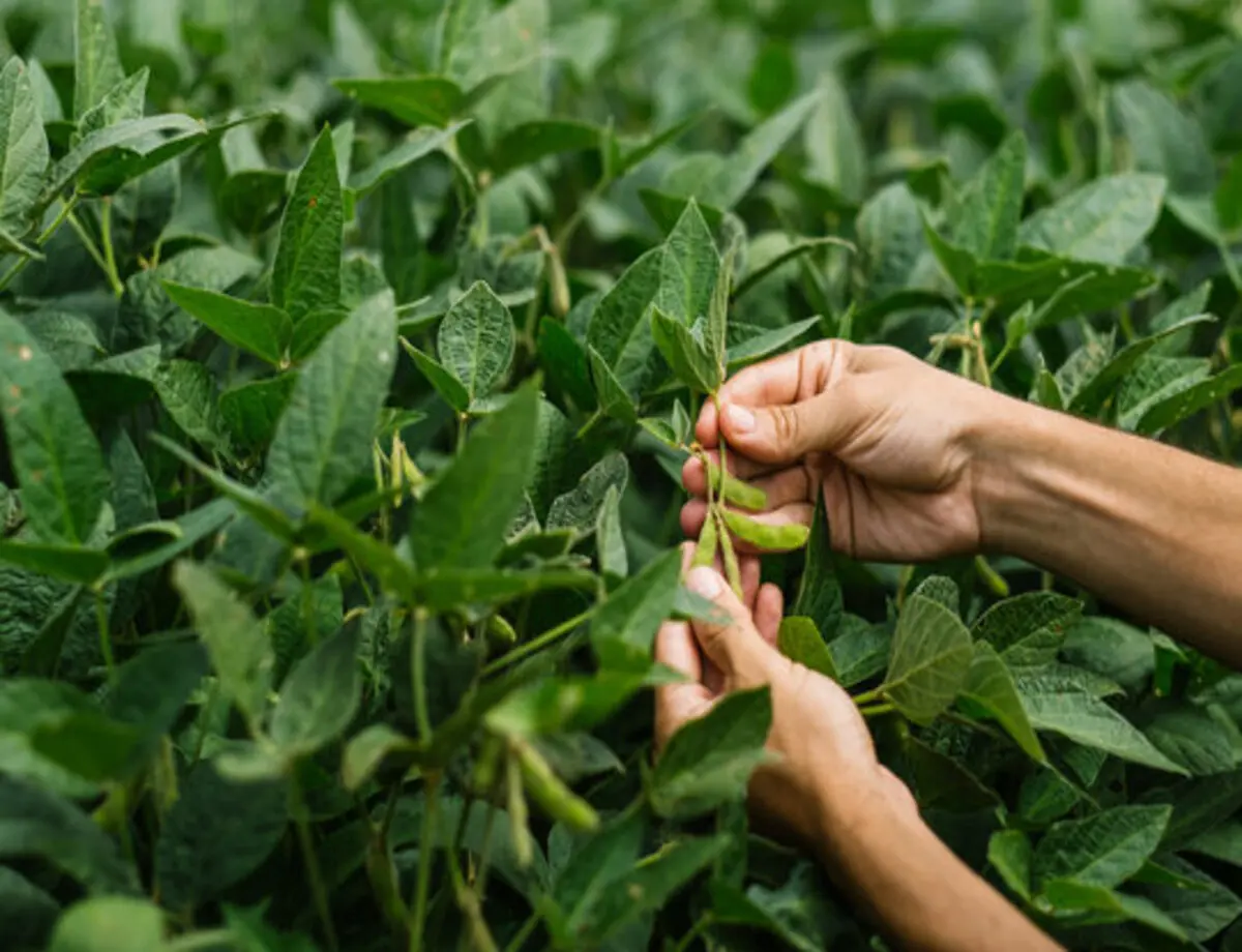 Conab realiza pesquisa para atualizar o levantamento da Safra de Grãos 2024/2025