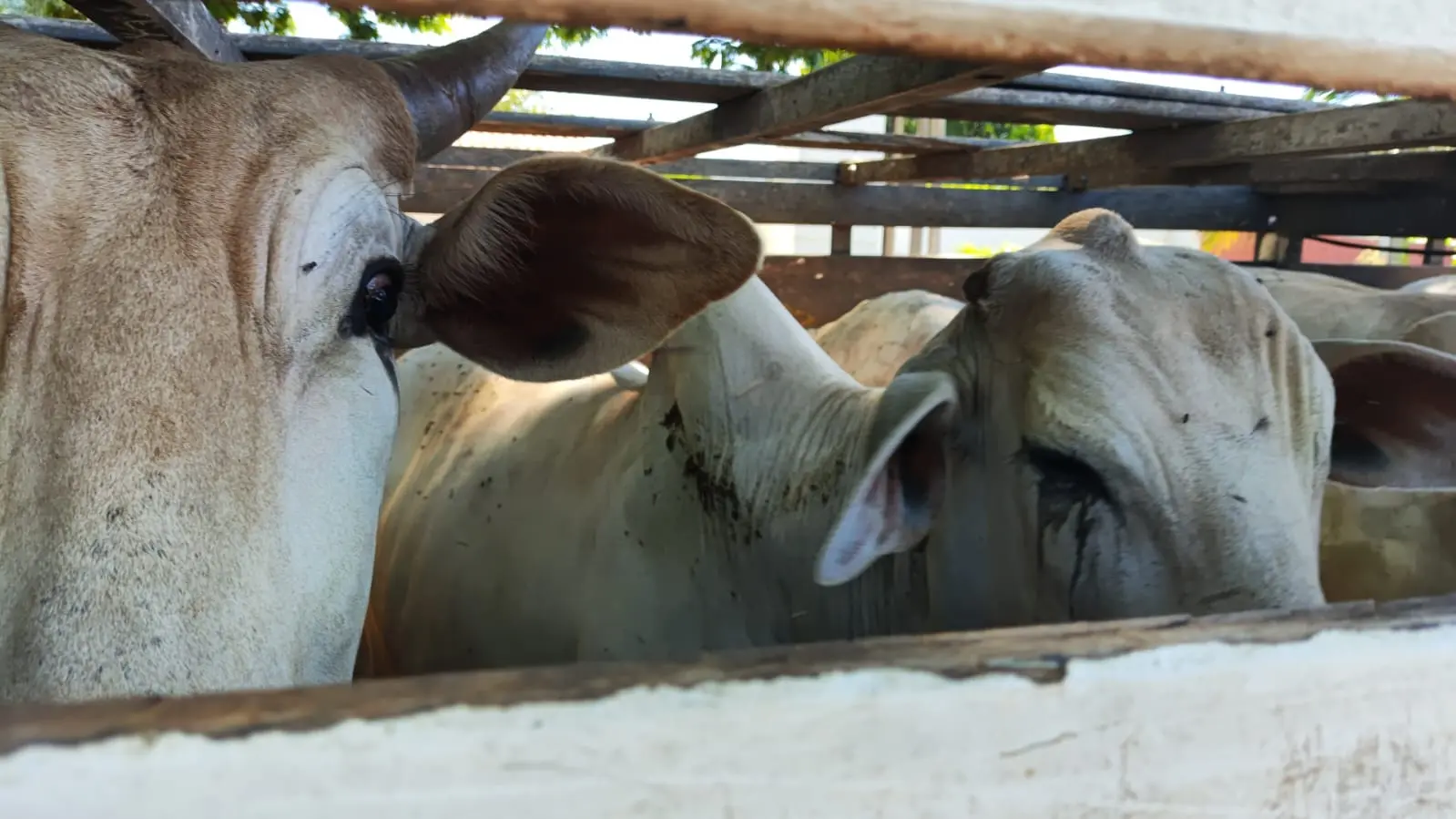 42 cabeças de gado furtadas em Paranapoema são recuperadas pela PM