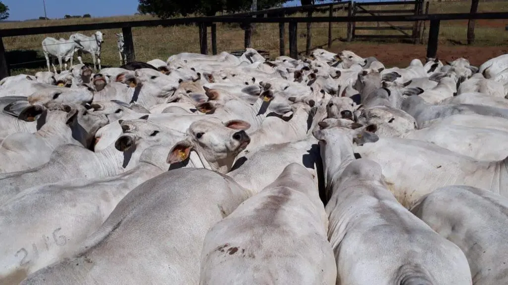 Focos de raiva bovina aumentam no Paraná e se alastram por 45 municípios