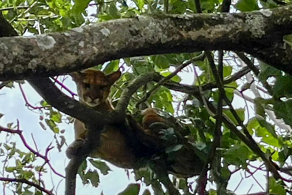 Filhote de onça com ferimentos graves é resgatado por técnicos do IAT em Umuarama