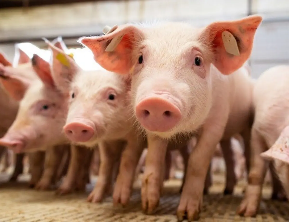 Suínos: Paraná aposta em aumento de exportações e cautela nos custos em 2025