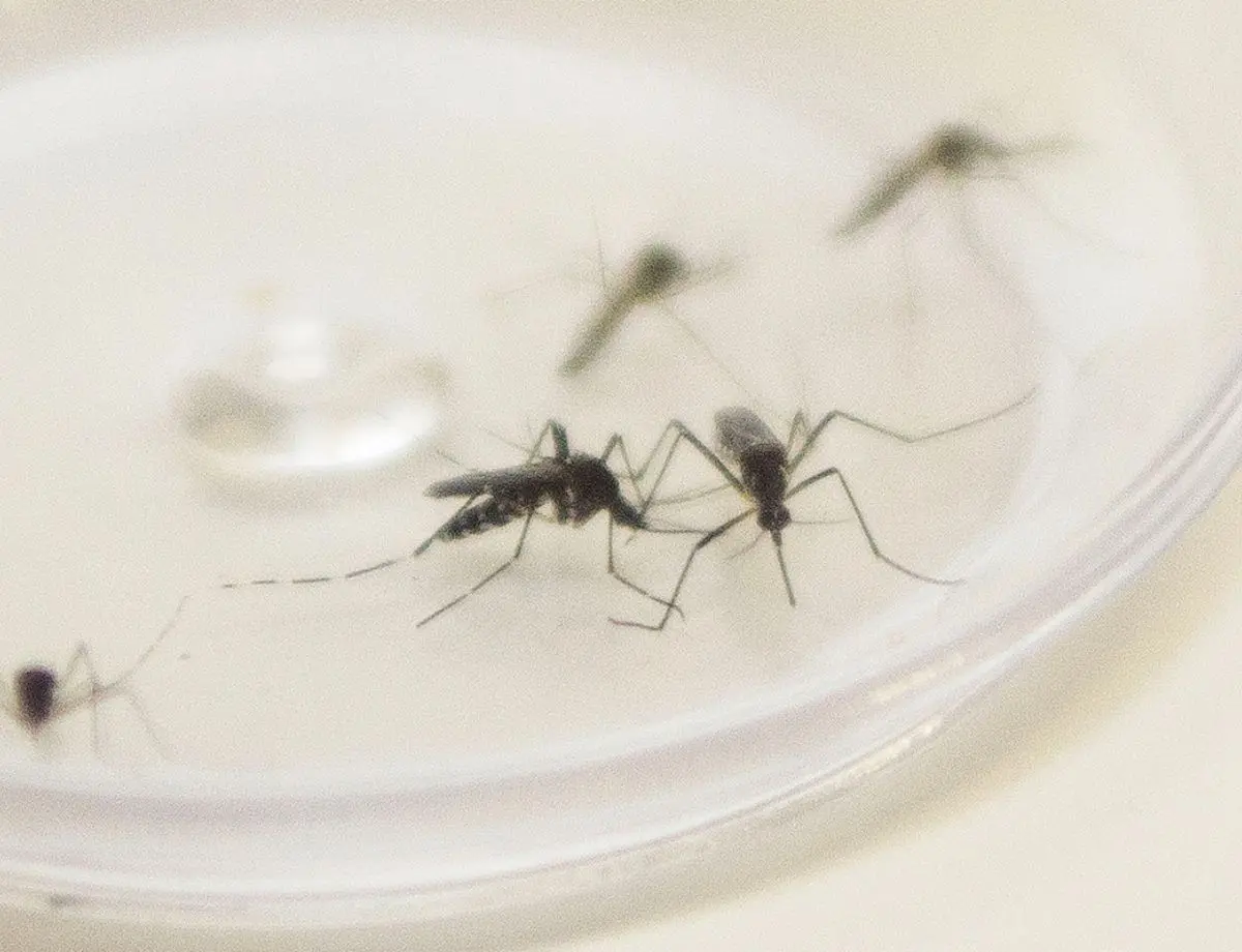 Paranavaí tem médio risco de infestação do mosquito da dengue, indica levantamento