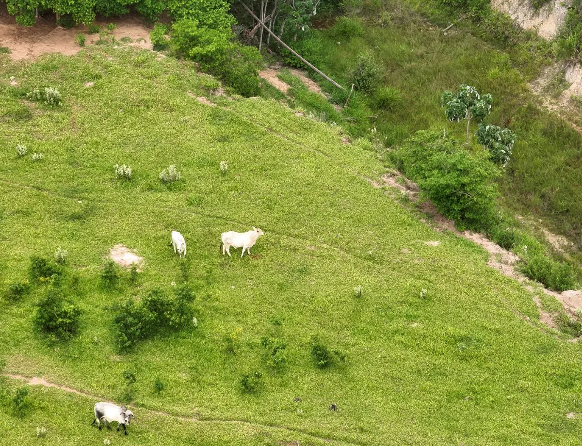 Produtores rurais de Paranavaí e Querência do Norte são multados em R$ 325 mil por suspeita de dano em área de preservação