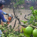 Ação de combate ao greening retira pés de cítricos de casas da área urbana de Paranavaí