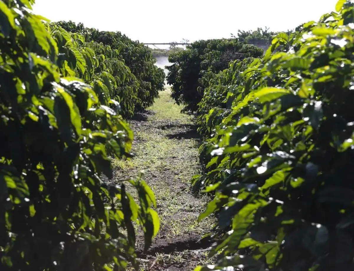 Previsão para a produção brasileira de café indica 51,8 milhões de sacas