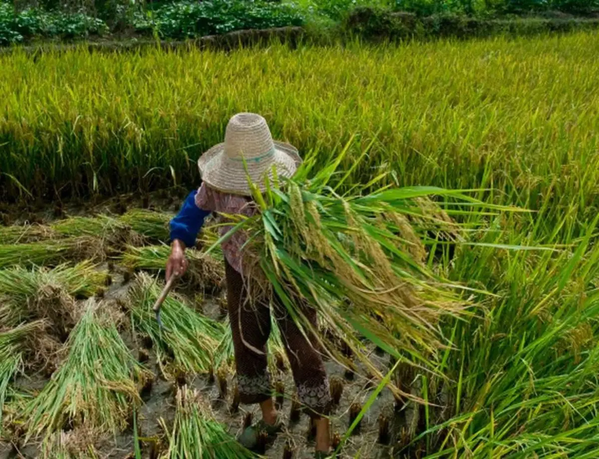 Mais de dois mil trabalhadores foram resgatados no Brasil em 2024