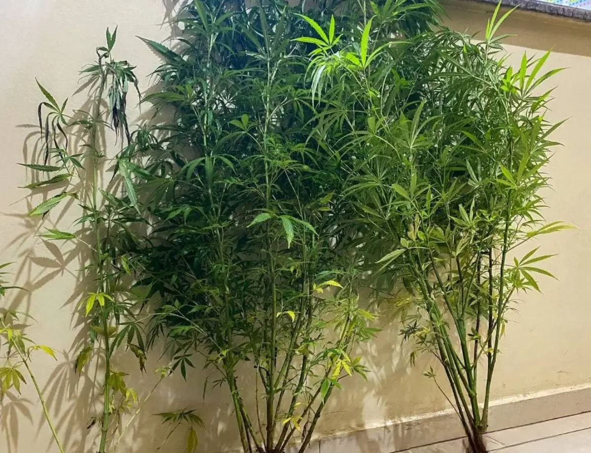 Adolescente é apreendido por plantar maconha em casa, em Paranacity