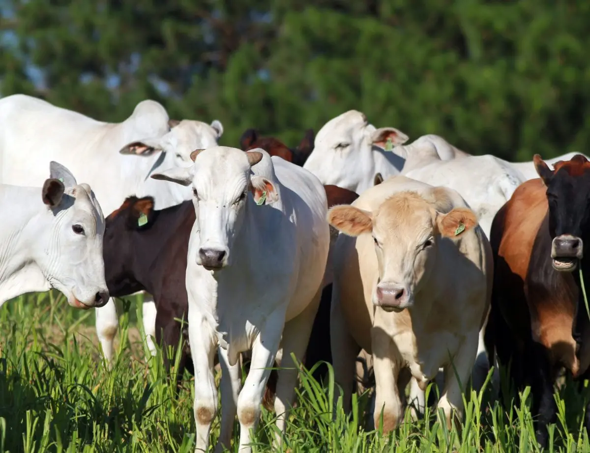 Cenário global beneficiará pecuária brasileira em 2025, diz analista